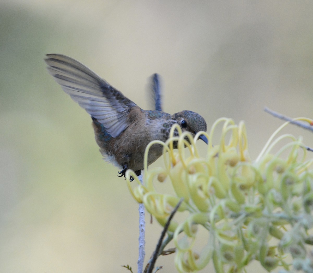 Colibrí de Allen - ML620679108