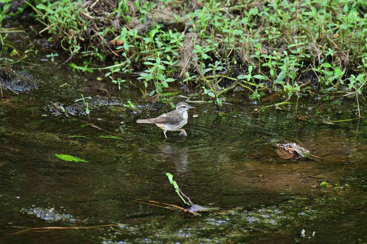 Louisiana Waterthrush - ML620679112