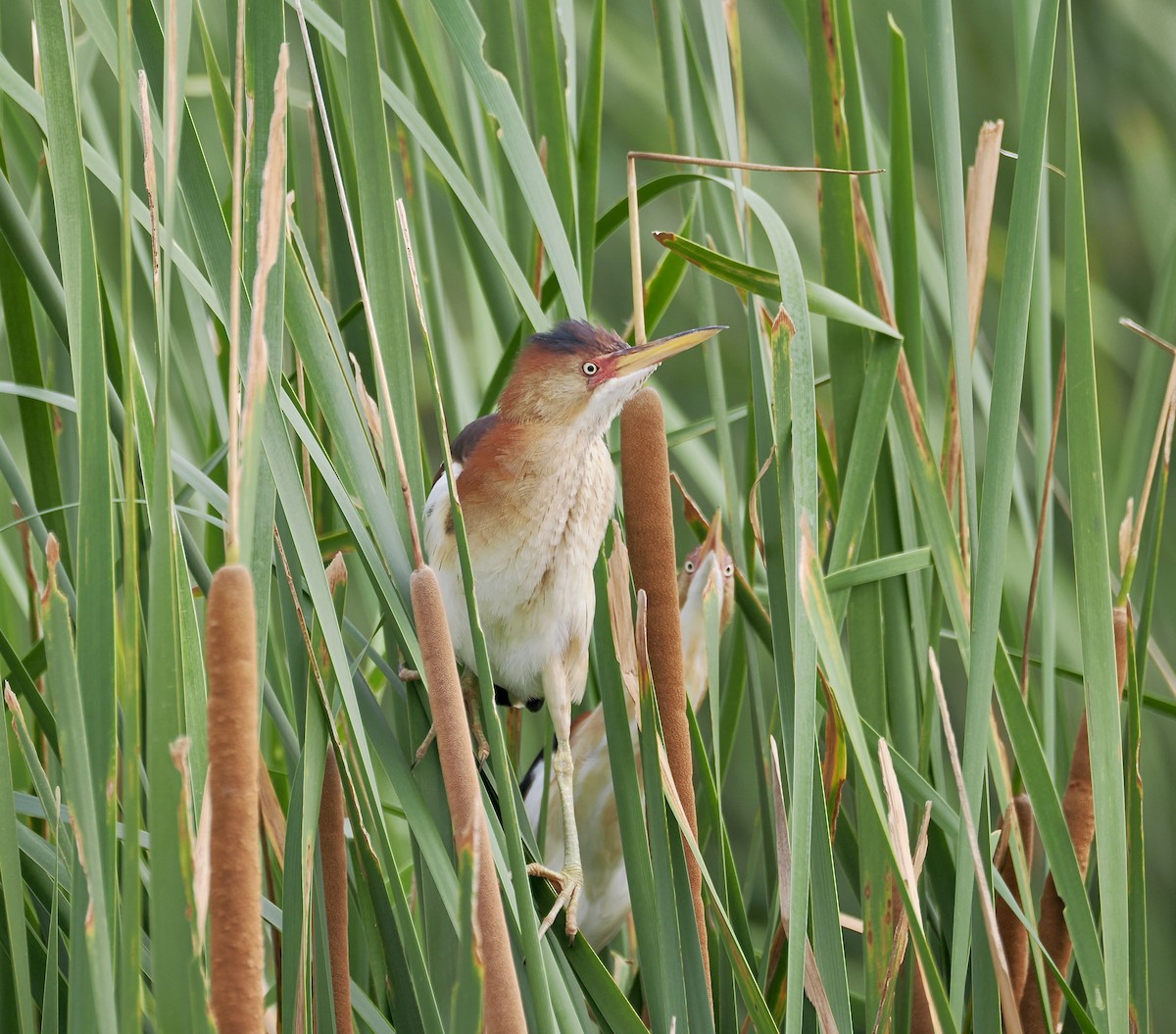 Least Bittern - ML620679114