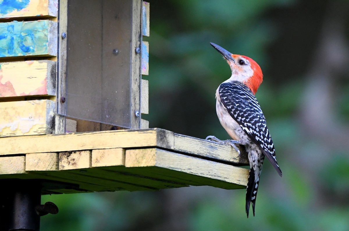 Red-bellied Woodpecker - ML620679115