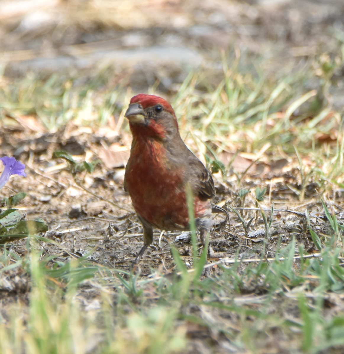 House Finch - ML620679117