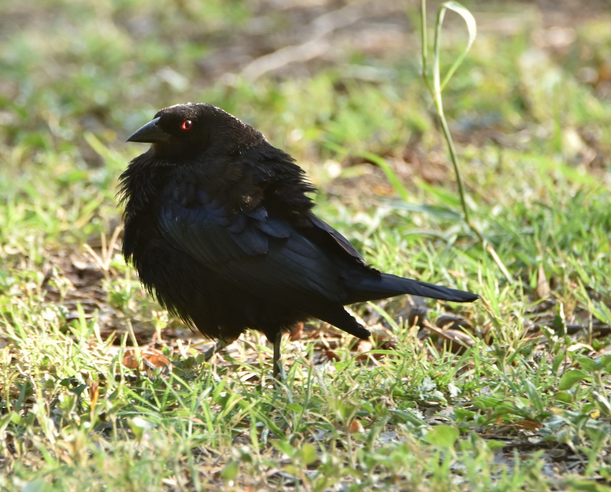 クロコウウチョウ - ML620679122