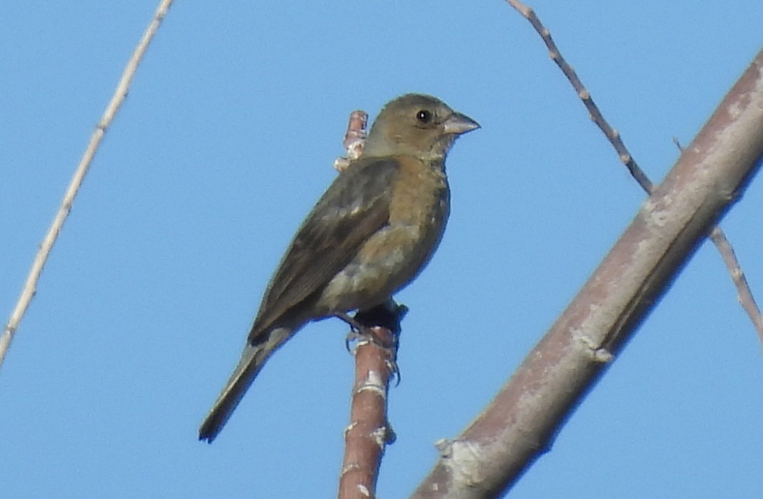 tanımsız Passeriformes sp. - ML620679126