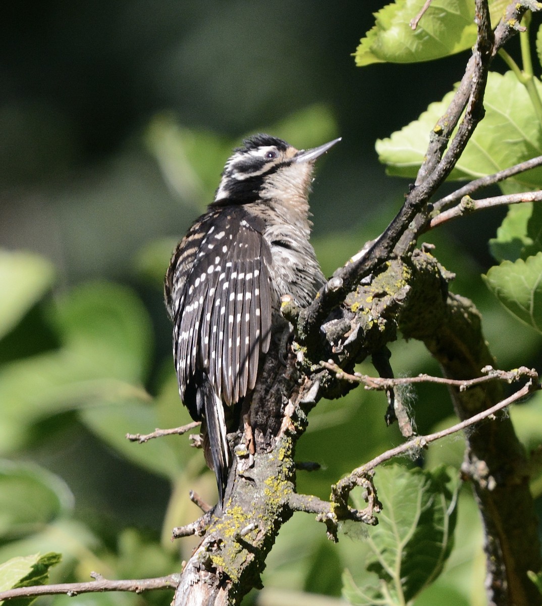 Nuttall's Woodpecker - ML620679130