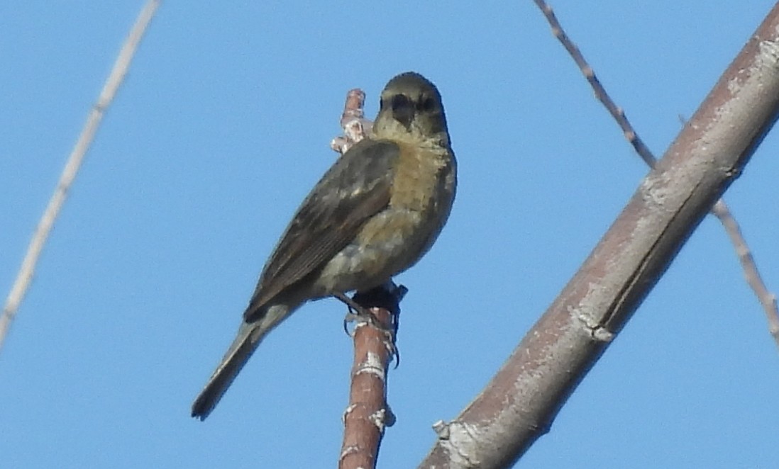 tanımsız Passeriformes sp. - ML620679131