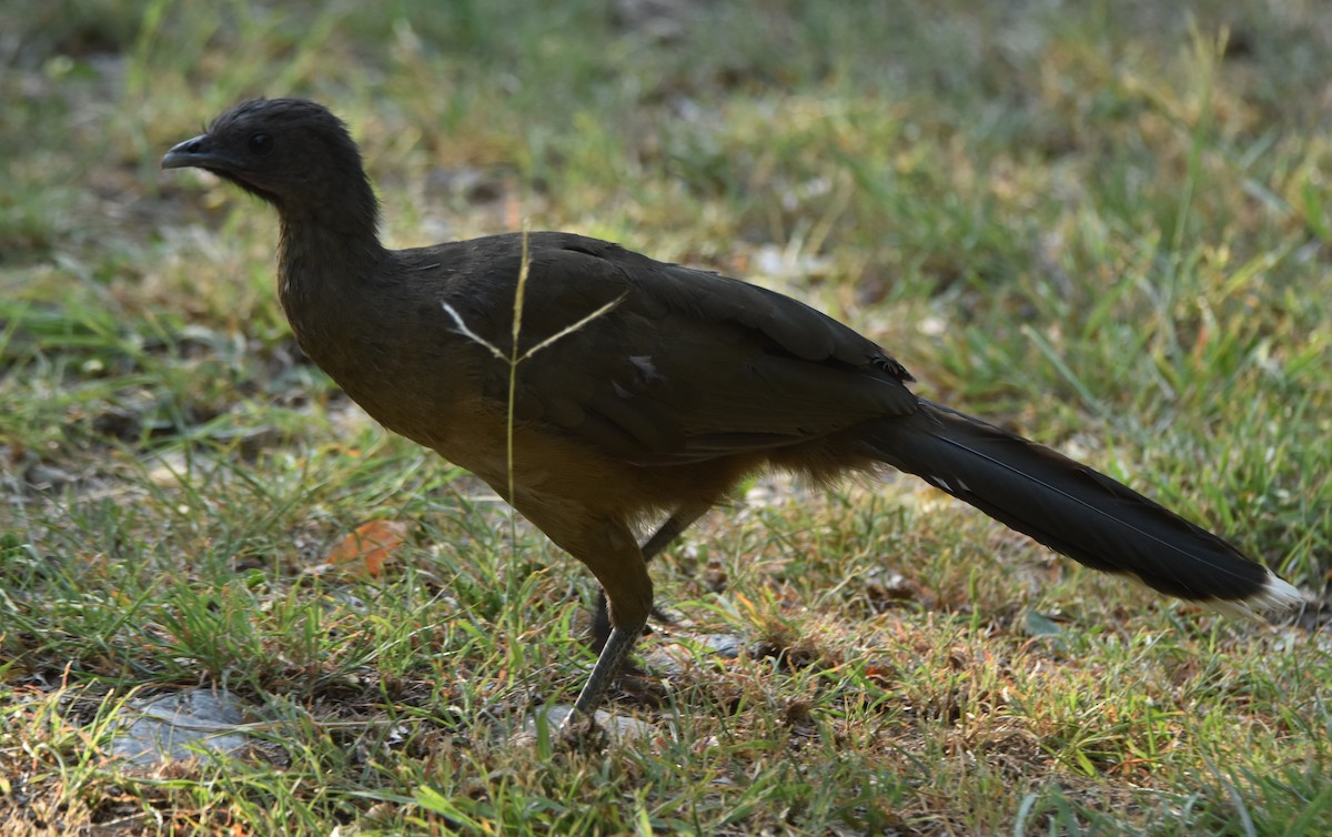 Chachalaca Norteña - ML620679132