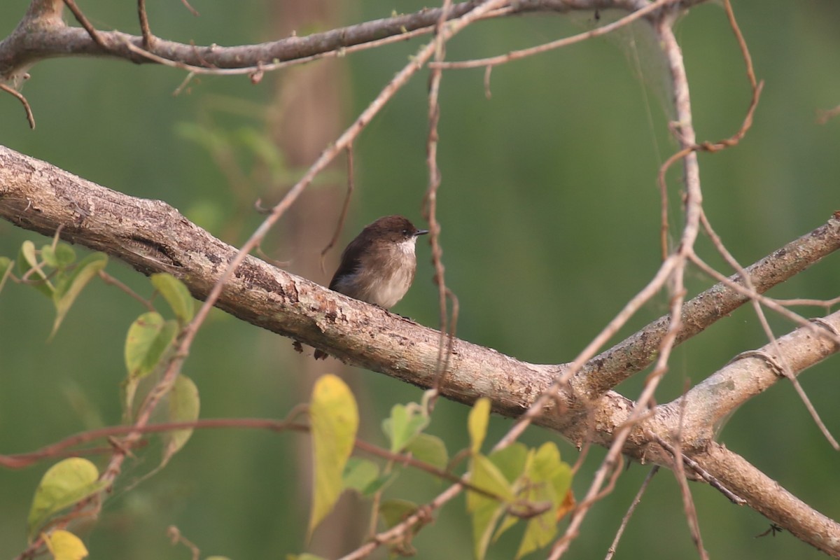 Swamp Flycatcher - ML620679133