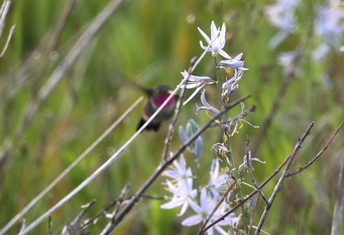 Broad-tailed Hummingbird - ML620679136