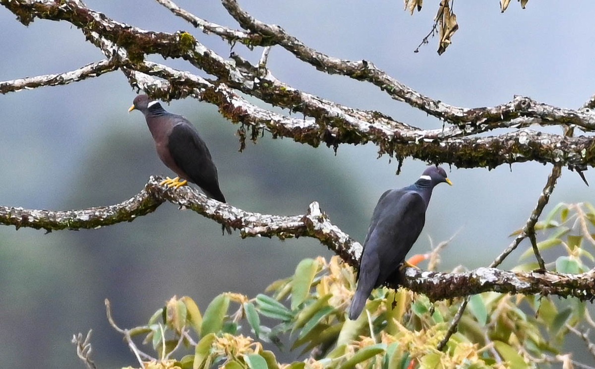 Band-tailed Pigeon - ML620679137