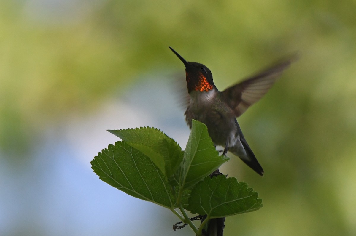 Ruby-throated Hummingbird - ML620679139