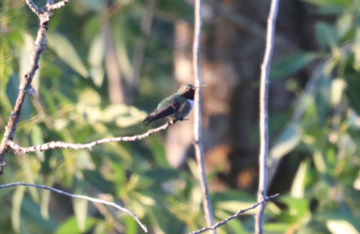 Broad-tailed Hummingbird - ML620679140