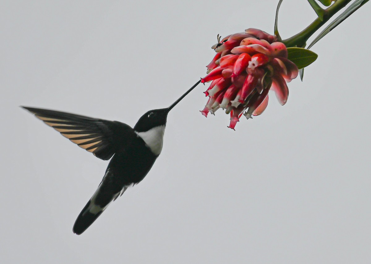 Collared Inca - Guillermo Padierna