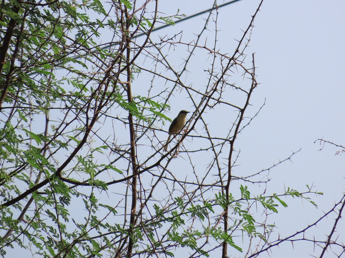 Ashy Prinia - ML620679147