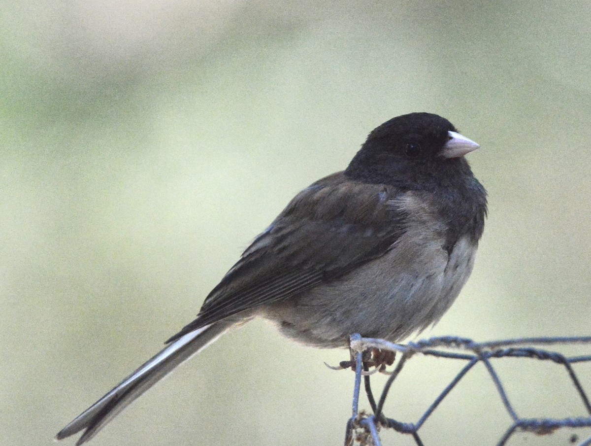 Dark-eyed Junco - ML620679155