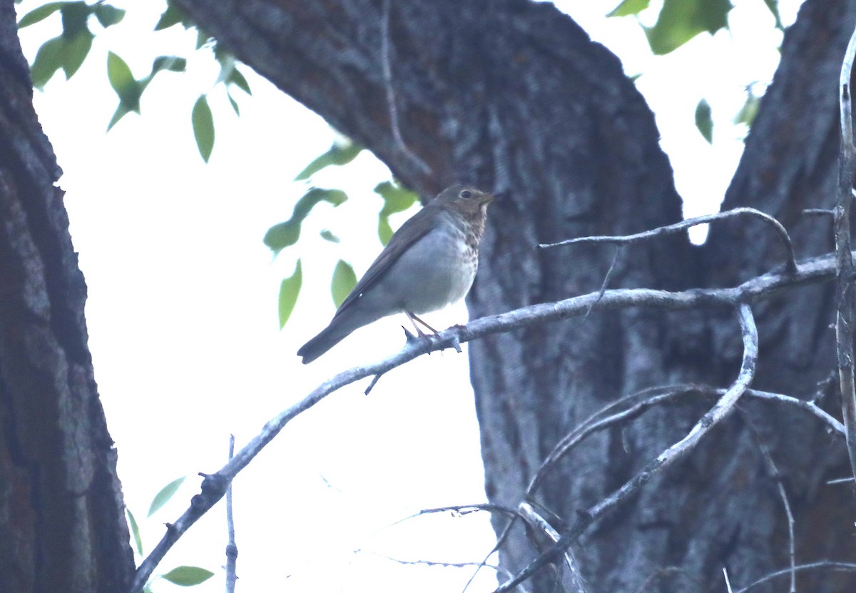 Swainson's Thrush - ML620679160