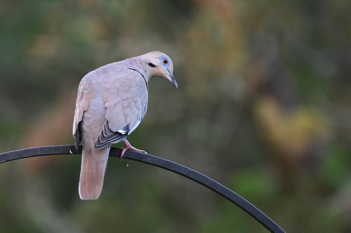 White-winged Dove - Kevin Smith