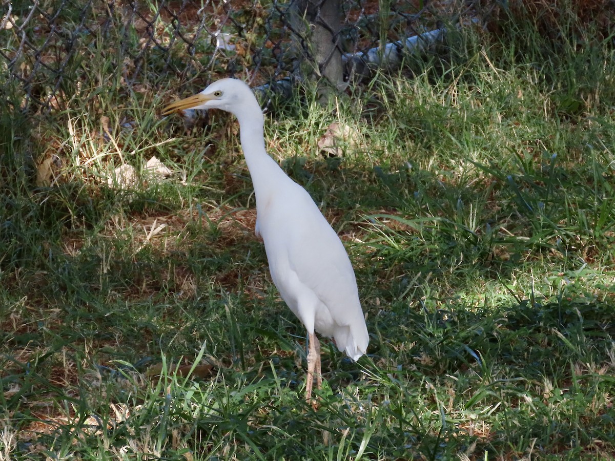 Western Cattle Egret - ML620679163