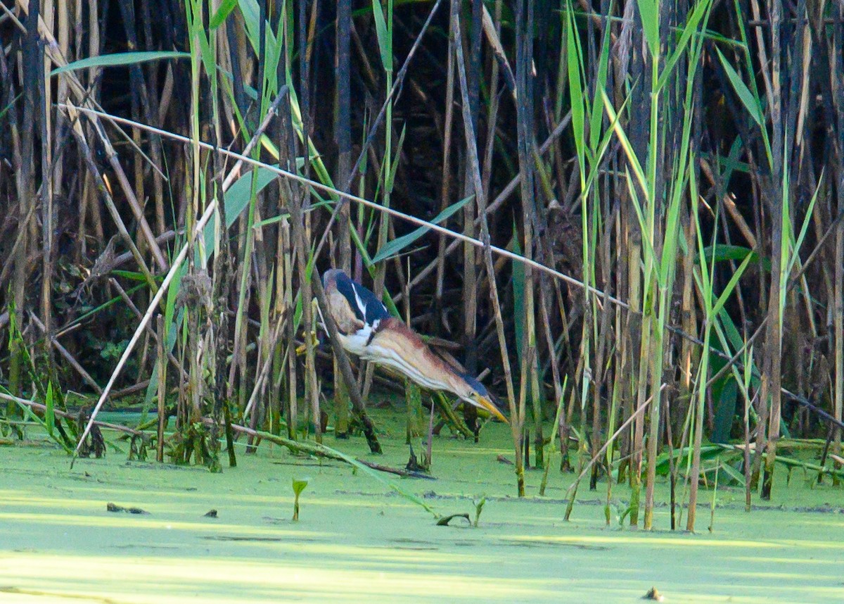 Least Bittern - ML620679169