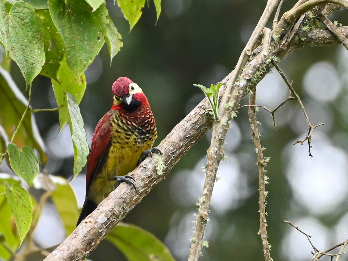 Crimson-mantled Woodpecker - Guillermo Padierna
