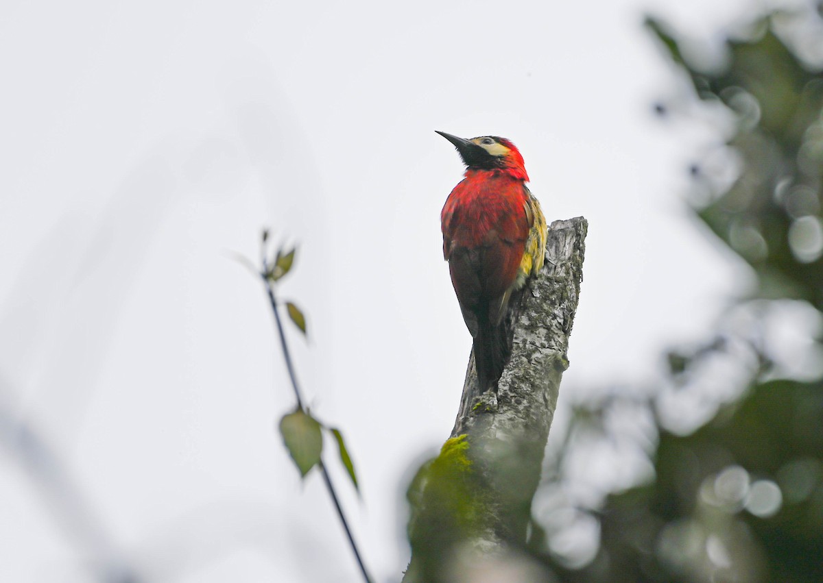 Crimson-mantled Woodpecker - ML620679172