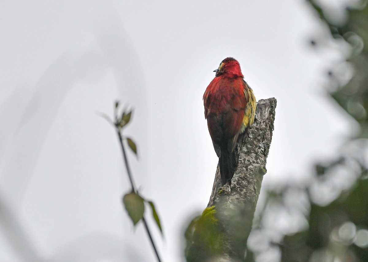 Crimson-mantled Woodpecker - ML620679173