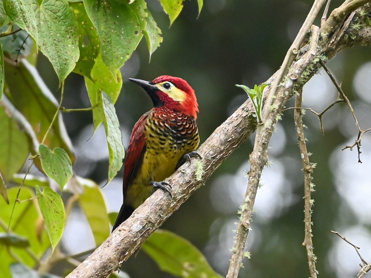 Crimson-mantled Woodpecker - ML620679174