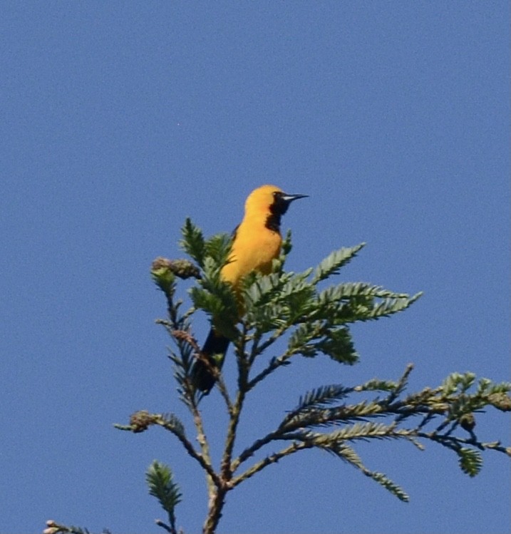 Hooded Oriole - ML620679177