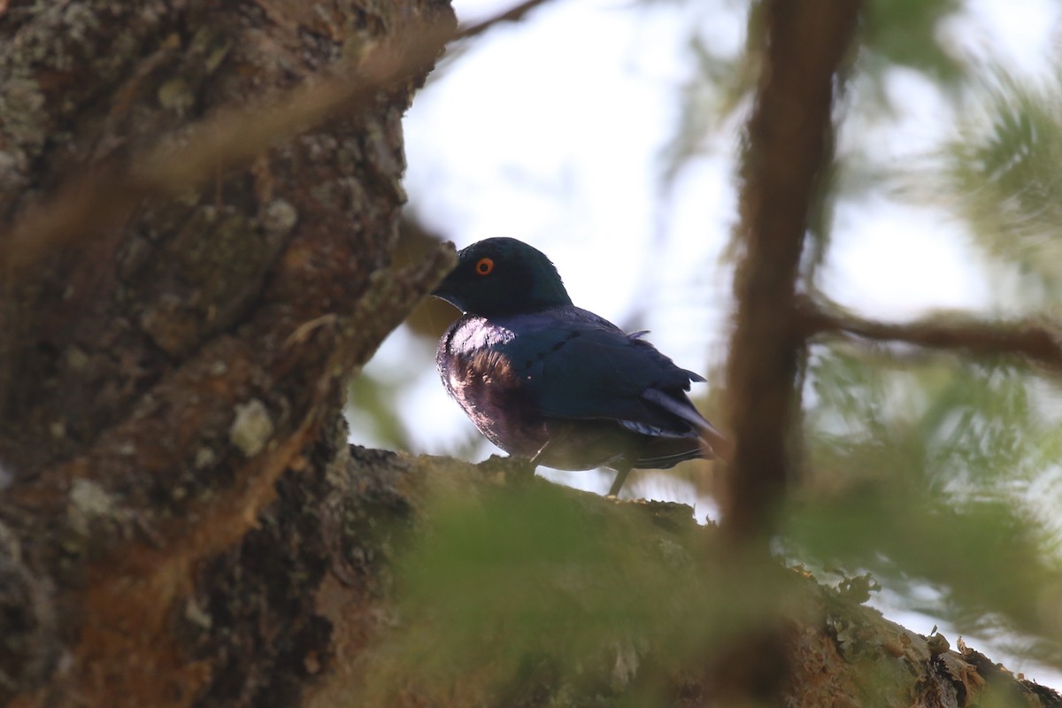 Splendid Starling - ML620679179