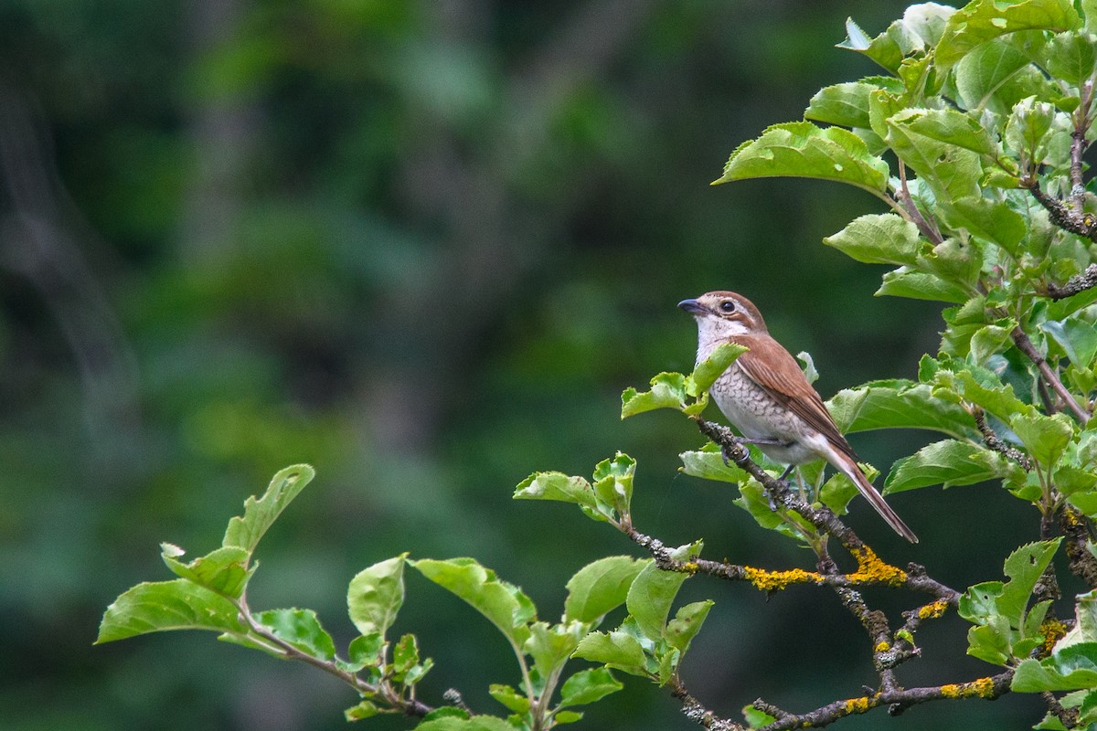 Red-backed Shrike - ML620679181