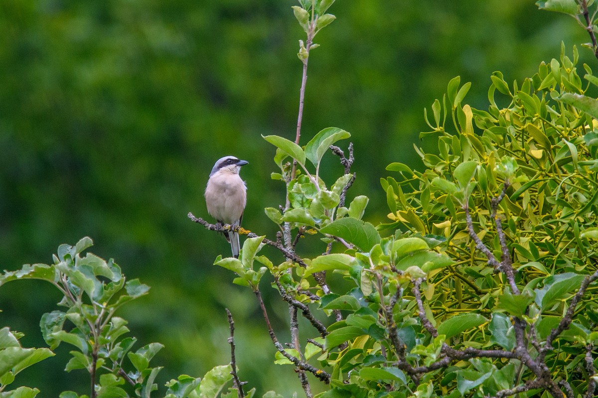 Red-backed Shrike - ML620679182