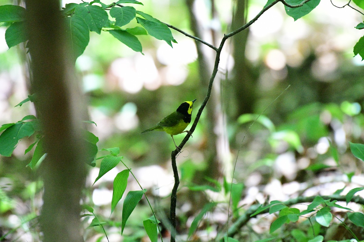 Hooded Warbler - ML620679186