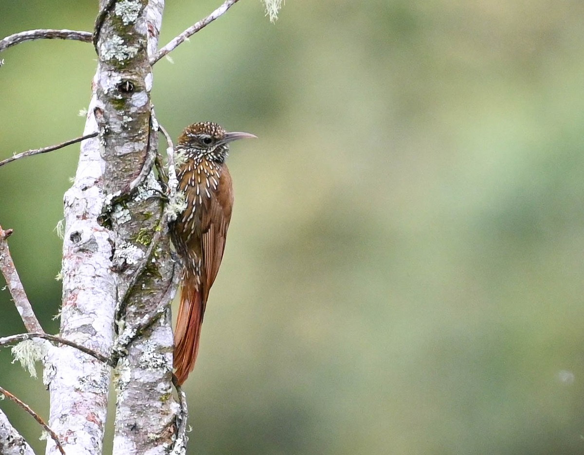 Montane Woodcreeper - ML620679188