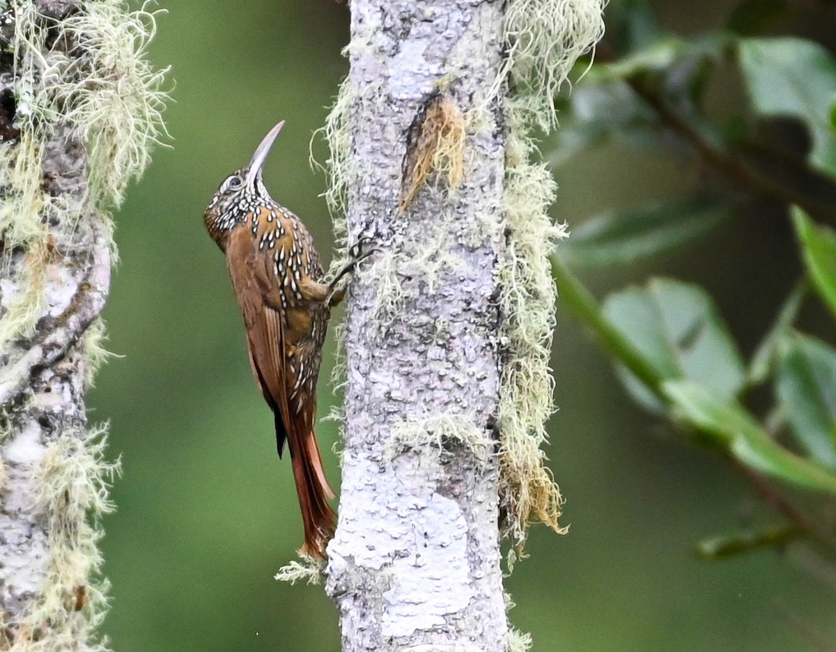 Montane Woodcreeper - ML620679190