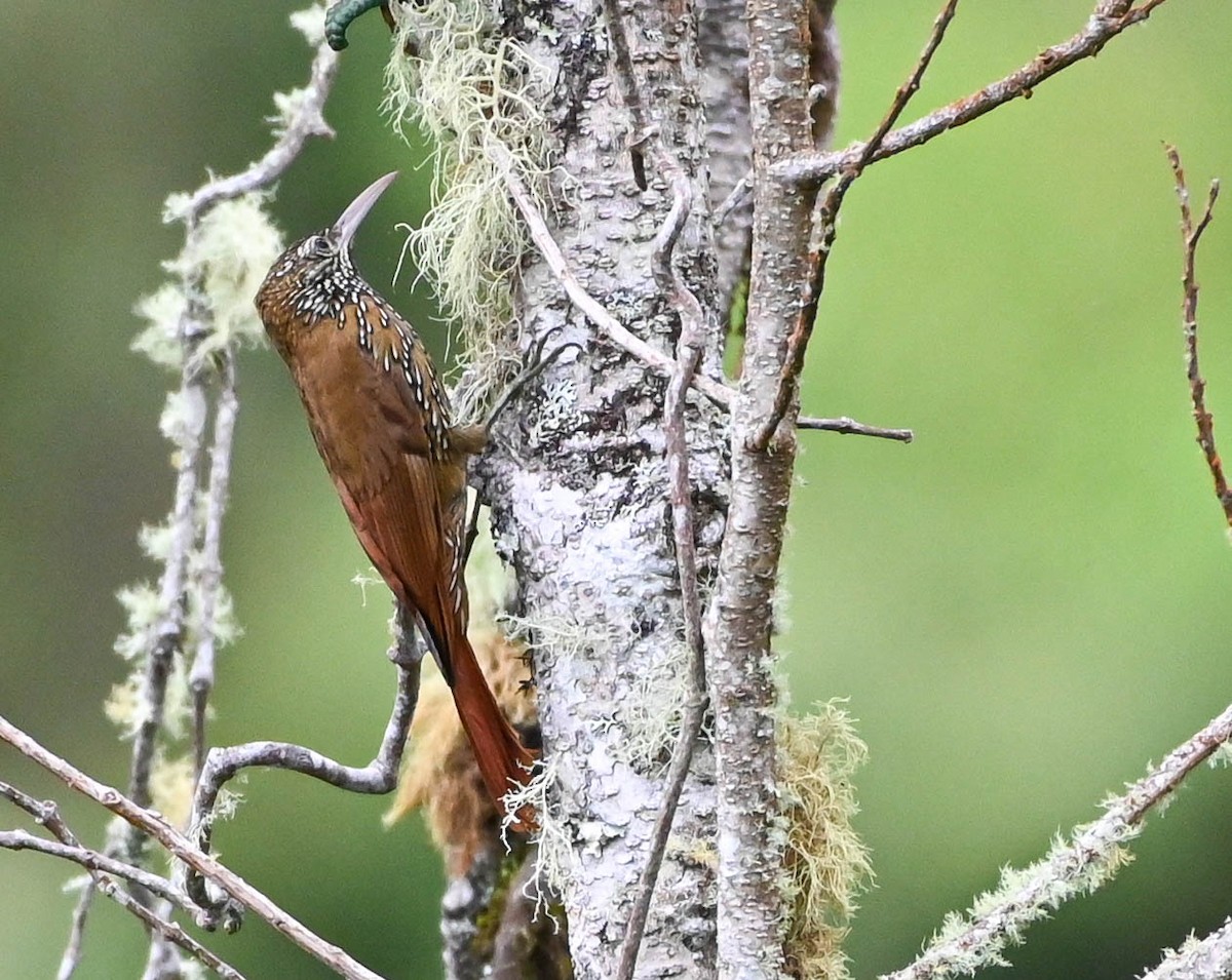 Montane Woodcreeper - ML620679192