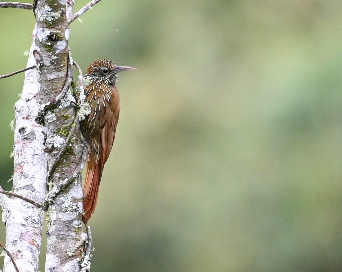 Montane Woodcreeper - ML620679193