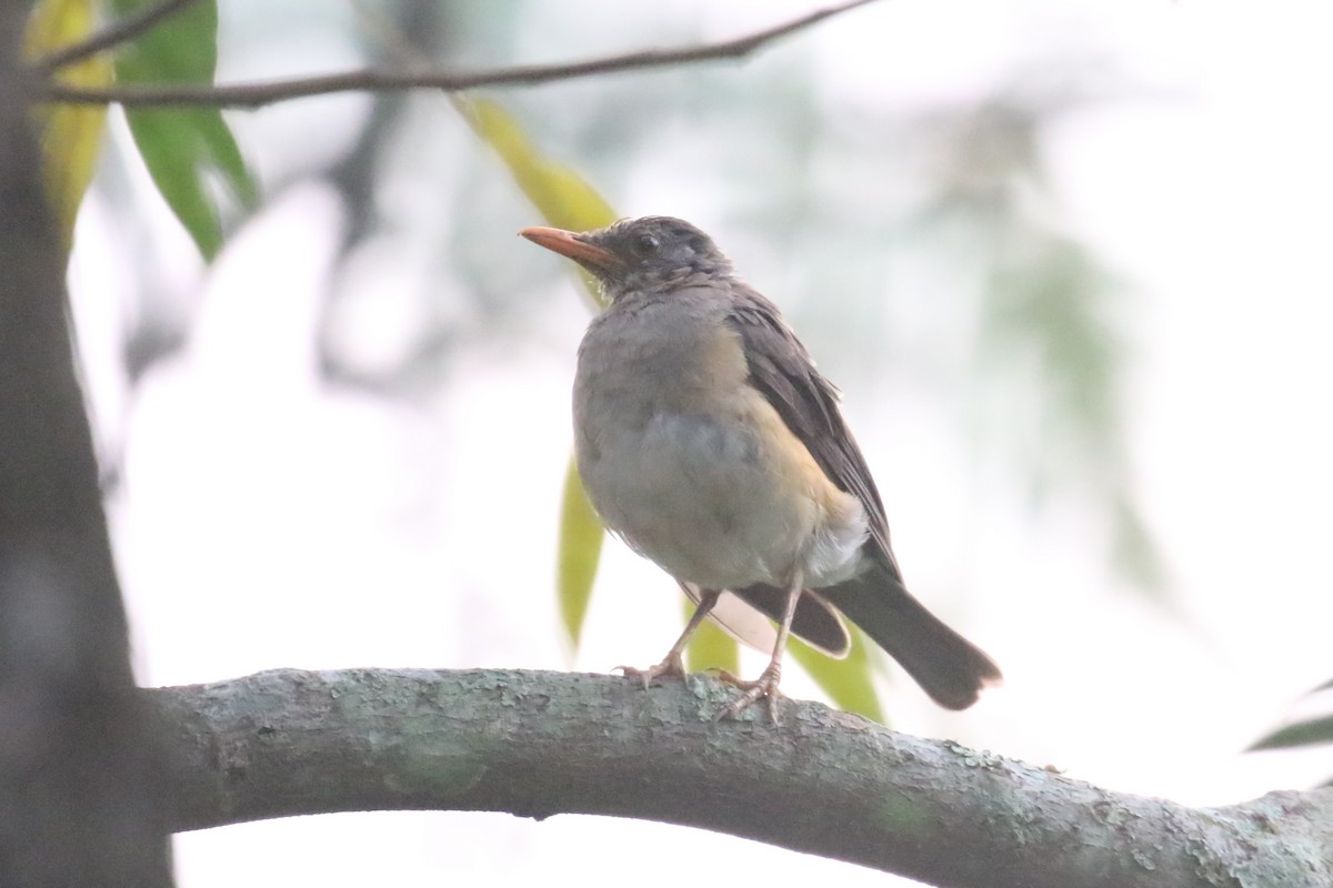 African Thrush - ML620679194