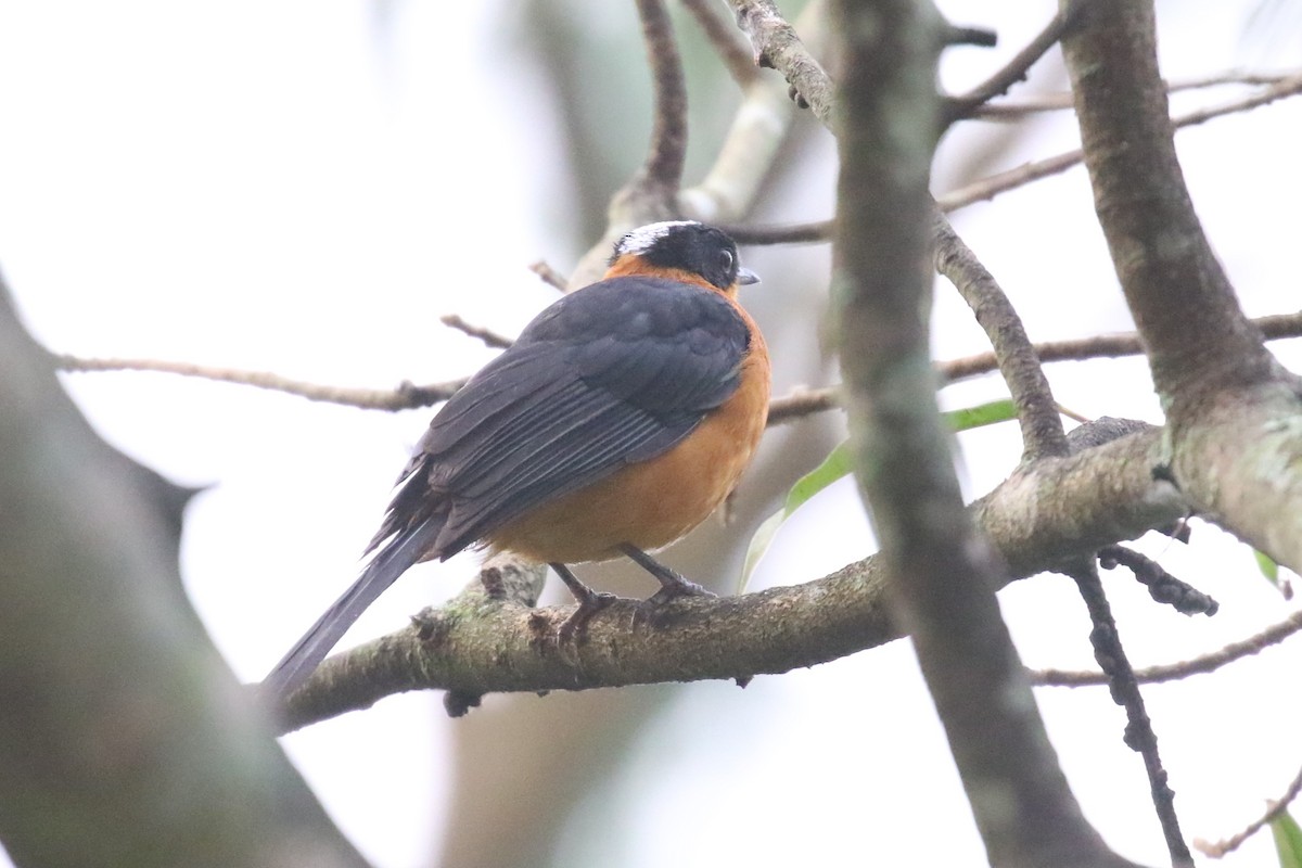 Snowy-crowned Robin-Chat - ML620679210