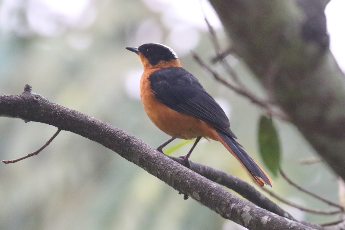 Snowy-crowned Robin-Chat - ML620679211