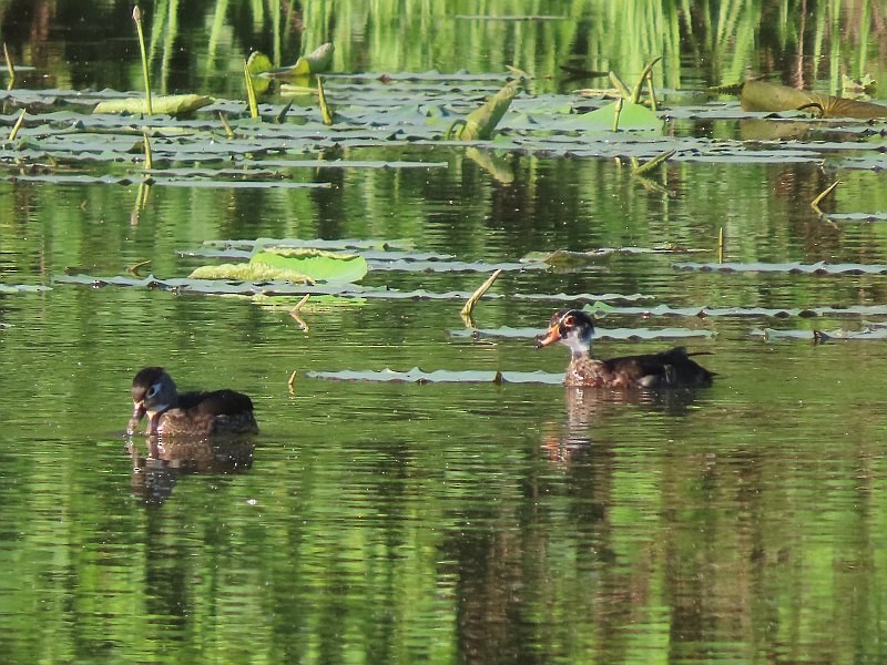 Wood Duck - ML620679218