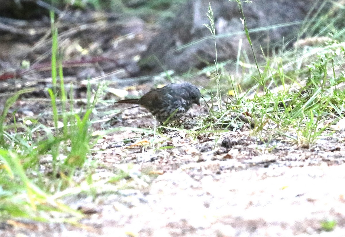 Fox Sparrow (Slate-colored) - ML620679221