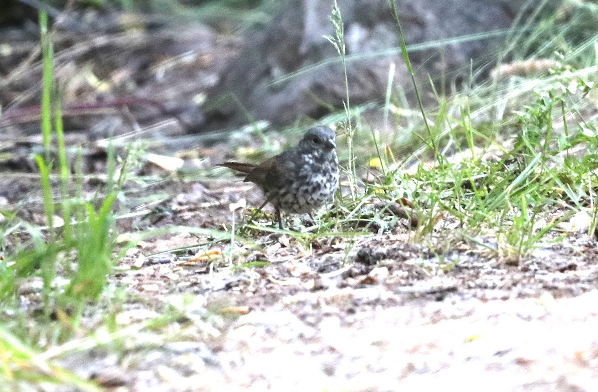 Fox Sparrow (Slate-colored) - ML620679222