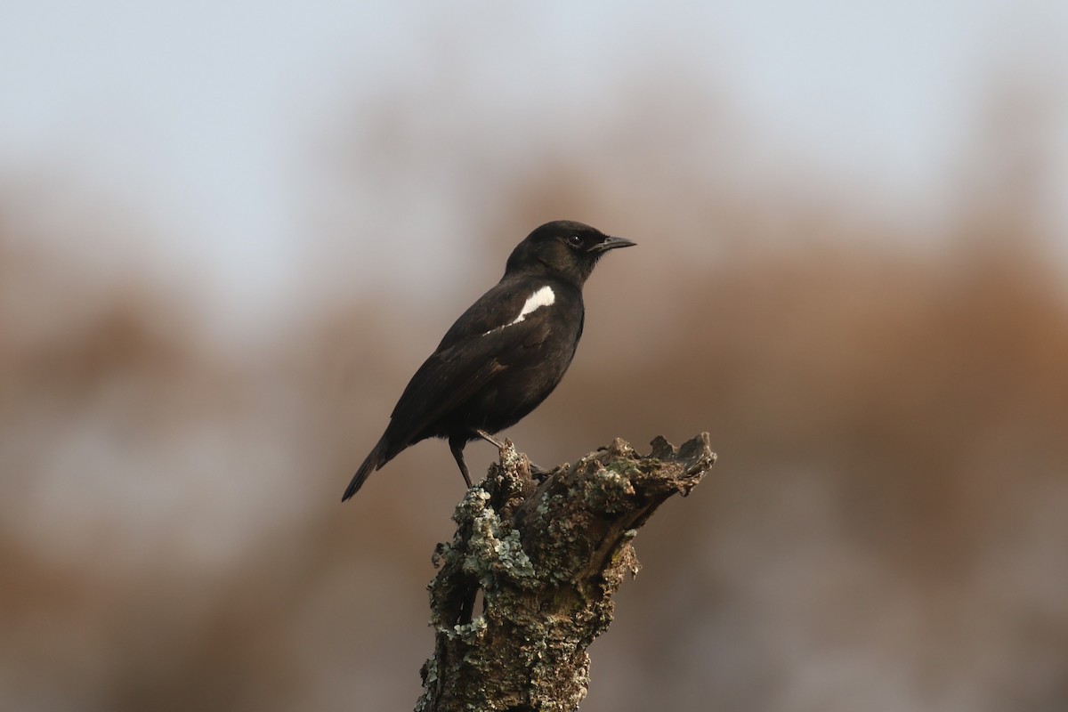 Zorzal Hormiguero Negro - ML620679226