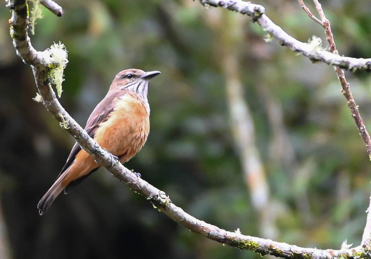 Streak-throated Bush-Tyrant - Guillermo Padierna