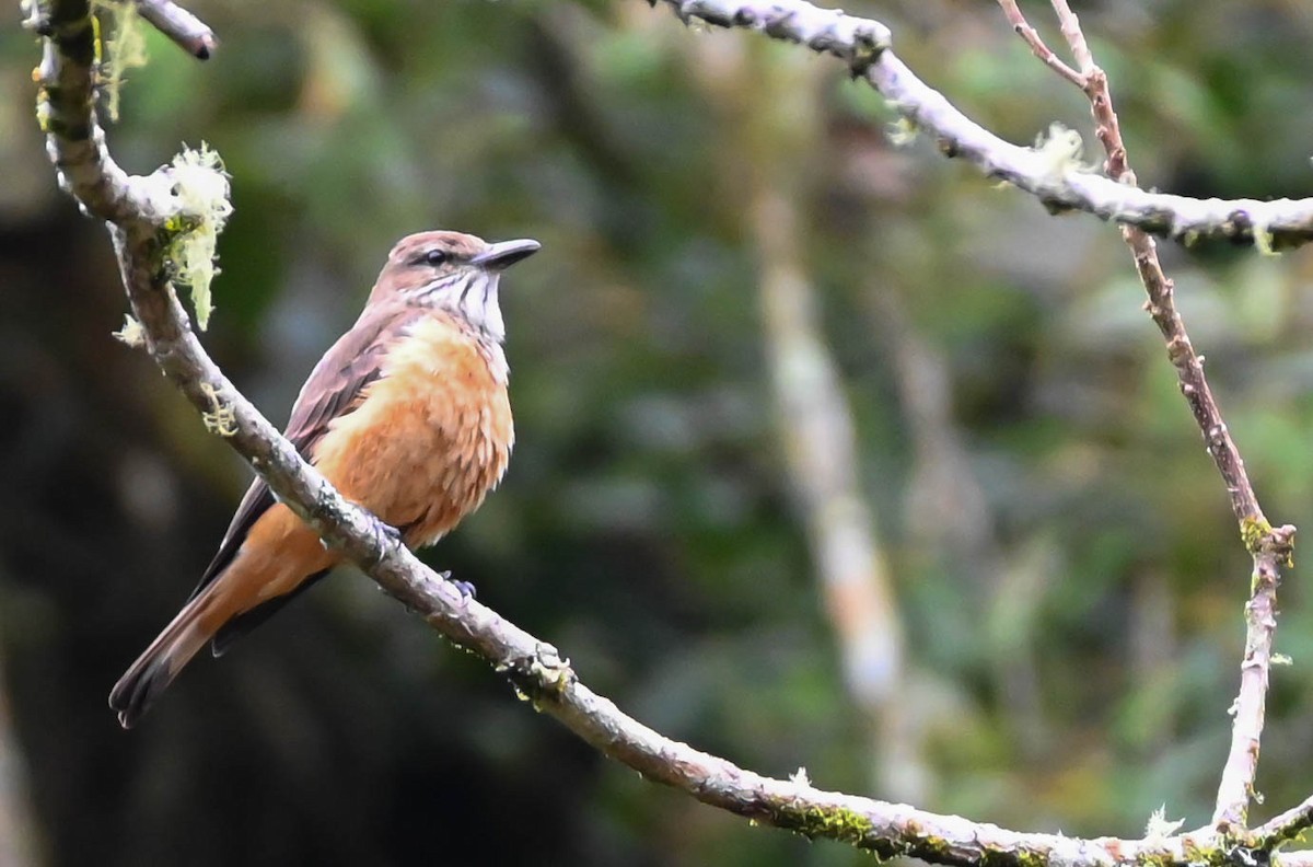 Streak-throated Bush-Tyrant - ML620679233