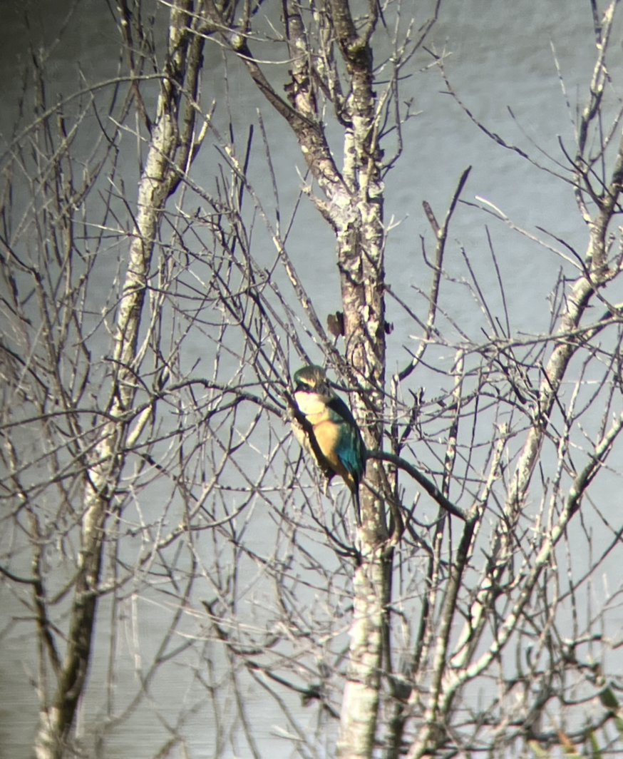 Sacred Kingfisher - ML620679236