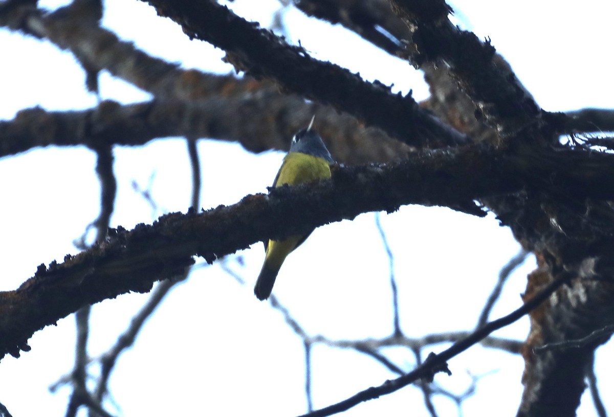 MacGillivray's Warbler - ML620679240