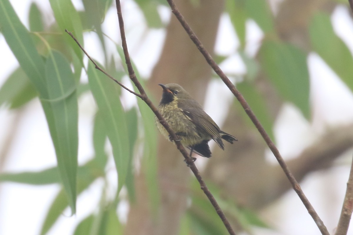 Bronze Sunbird - Fikret Ataşalan