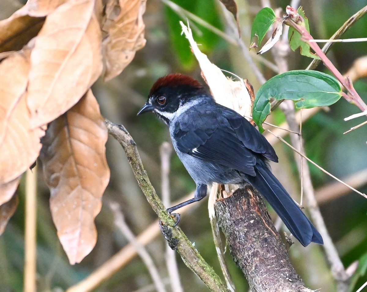 Slaty Brushfinch - ML620679247