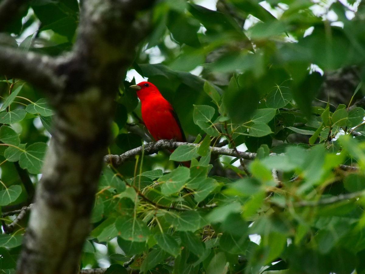 Scarlet Tanager - Sam Walsh