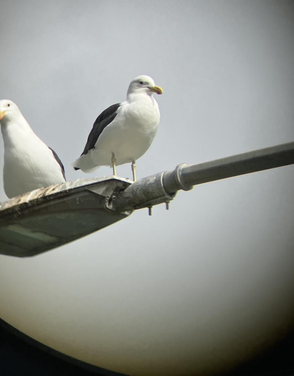 Kelp Gull - ML620679257